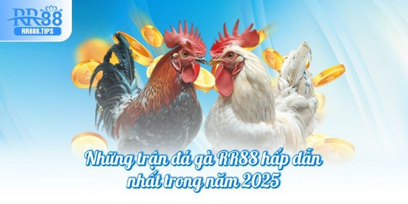 Những trận đá gà RR88 hấp dẫn nhất trong năm 2025